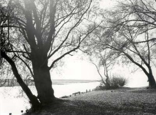 Bäume am Ufer
