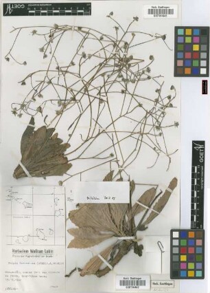 Tolpis farinulosa (Webb) J.A.Schmidt