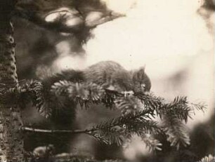 Eichhörnchen (Sciurus vulgaris L. ) Jungtier