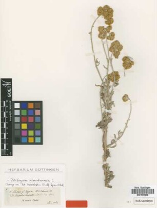 Achyrocline hochstetteri Sch.Bip. ex A.Rich. [isotype]