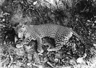 Erlegter Leopard