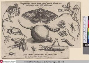 [Insekten, Pflanzen und Früchte mit Motte im Zentrum]
