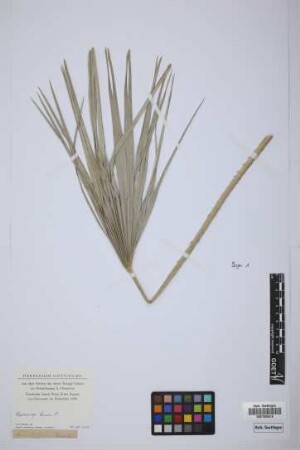Chamaerops humilis L.