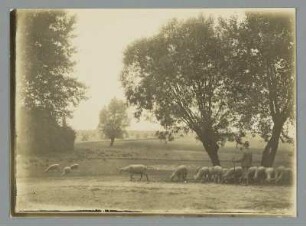 Schäfer und weidende Schafherde