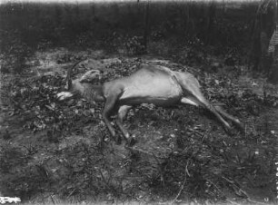 Tote Antilope : Aufnahme einer toten Antilope
