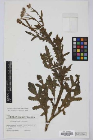Volutaria lippii (L.) Cass. ex Maire