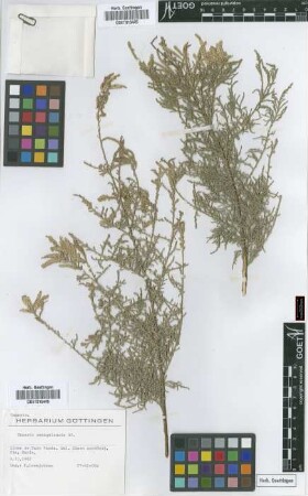 Tamarix senegalensis DC.