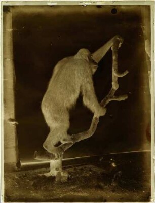 Pongo pygmaeus (Linnaeus, 1760)