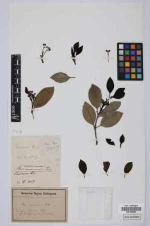 Ilex canariensis canariensis Poir.
