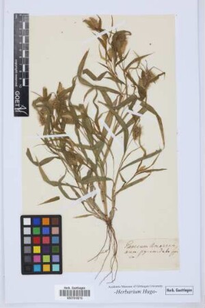 Panicum