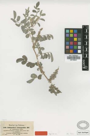 Indigofera astragalina DC. var. Hochst. melanosperma[type]