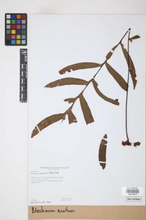 Blechnum acutum (Desv.) Mett.