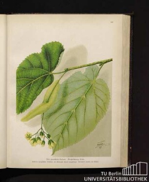 Tilia grandiflolia Ehrhart. Großblätterige Linde.