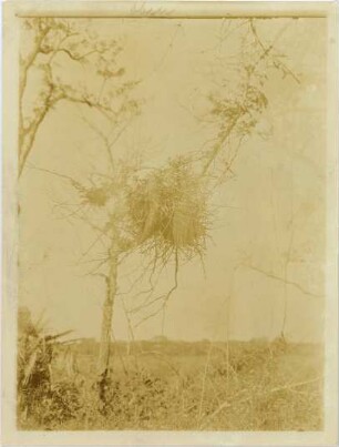 Furnarius, Nest in einem abgestorbenen Baum