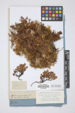 Azalea procumbens L.