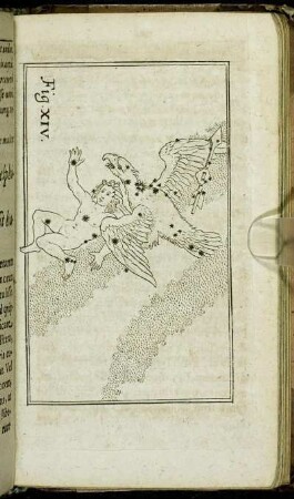 Fig. XIV.