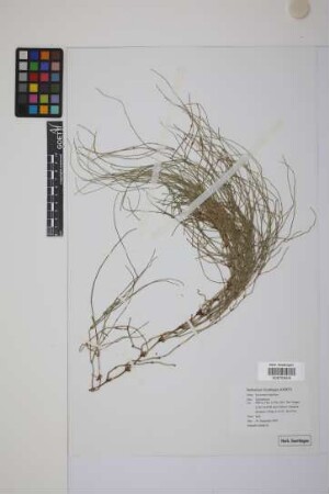 Equisetum bogotense Kunth