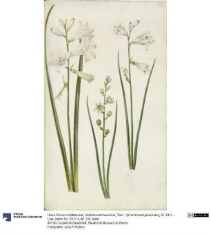 Horti Anckelmanniani, Tom. I [II nicht nachgewiesen], Bl. 191r - Lilie