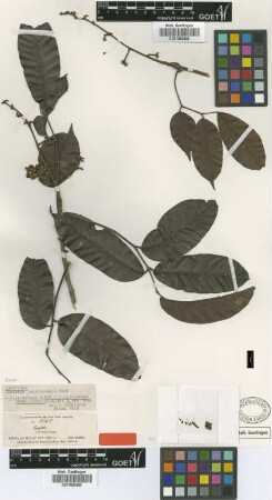 Canarium purpurascens Benn [isotype]
