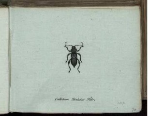 Callidium Baiulus Fabr. [bis] Callidium Yini Mihi