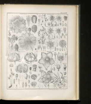 Tab. LXXXVII