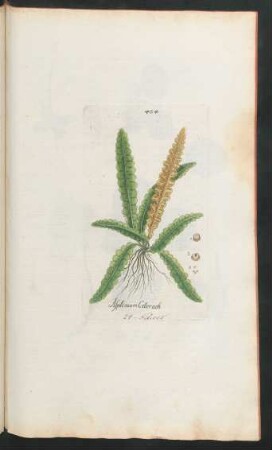 404. Asplenium Ceterach