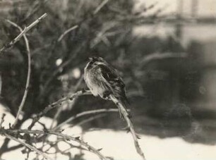 Europa. Birkenzeisig (Carduelis flammea, teilweise auch Acanthis flammea)