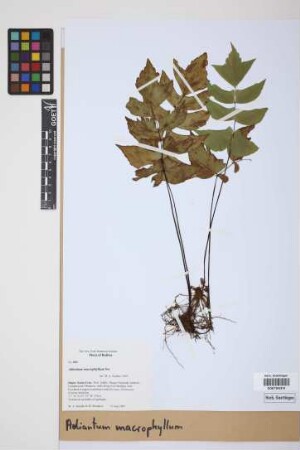 Adiantum macrophyllum Sw.