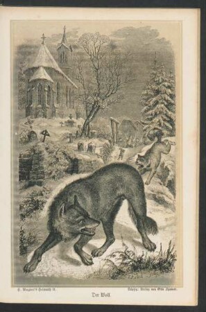 Tafel: Der Wolf.