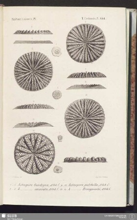 Pl. 644