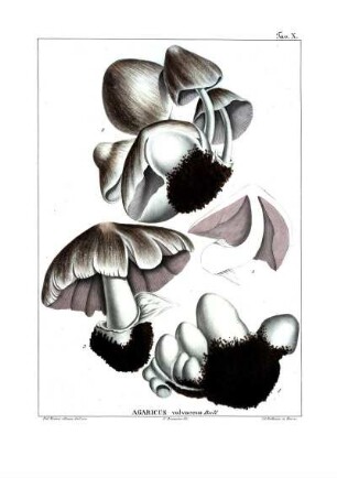 Tav. X. Agaricus volvaceus Bull.