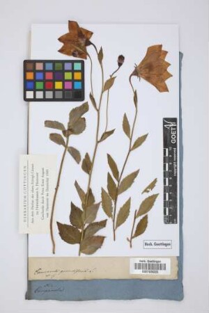 Campanula grandiflora L.