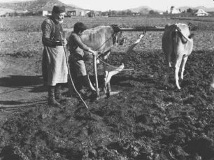 Bauern : Mann und Kind auf einem Feld. Hinter den Ochsen wurde ein traditioneller Holzpflug angespannt.