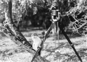 Meerkatze : Meerkatze im Baum. Im Vordergrund ein Mikrofon