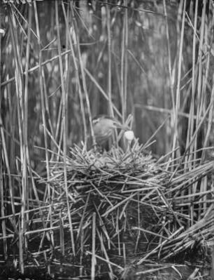 Zwergdommel : Eine Zwergdommel (Ixobrychus minutus Linnaeus).