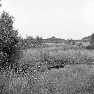 Nienwohlder Moor: vorn Gräser und Sträucher: links Birken: im Hintergrund Torfstapel