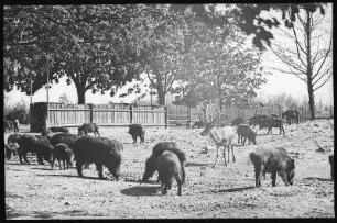 Moritzburg. Fütterung der Wildschweine