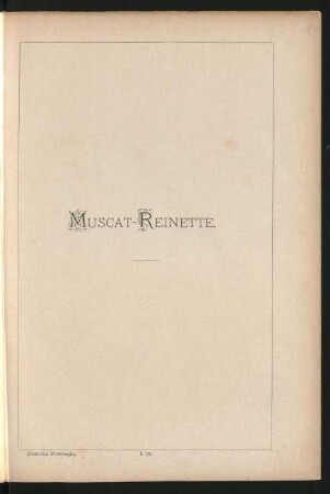 I. 39. Muscat-Reinette