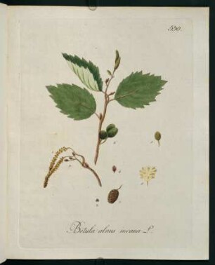 Betula alnus incana L.