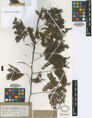 Piptadenia communis Benth. var. excelsa Griseb.[syntype]