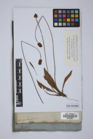 Plantago lanceolata L.