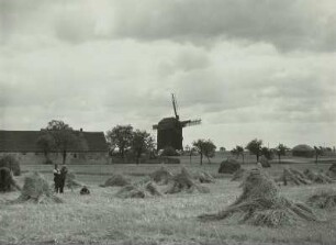 Falkenhain. Windmühle. Ansicht über ein Feld mit Getreidepuppen