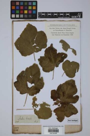 Malva limensis L.