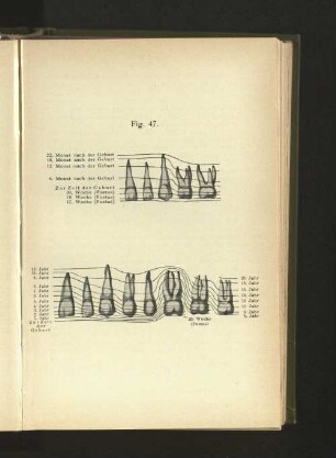 Fig. 47.