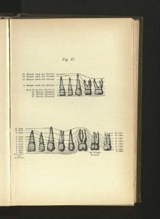 Fig. 47.