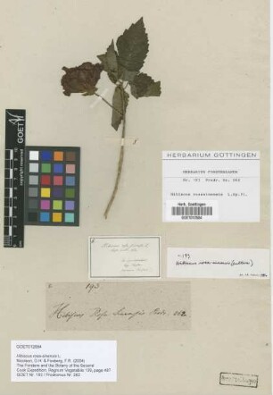 Hibiscus rosa-sinensis L. (cultivar)