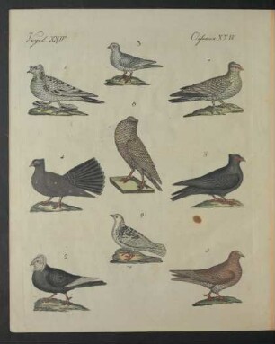 Tafel: Vögel. XXIV.