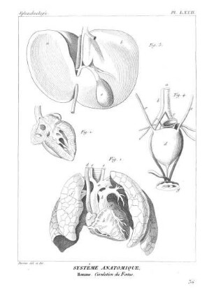 Pl. LXXII. Systême Anatomique. Homme. Circulation du Fœtus.