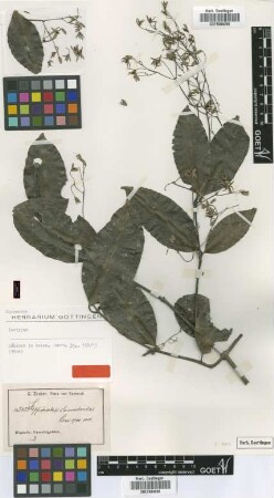 Hippocratea clematoides Loes. [isotype]