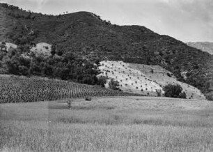 Vegetation im Tal : Blick über das Tal des Oued Agrioun bei Tadergount. Im Vordergrund ist ein Haferfeld zu erkennen; dahinter befindet sich Weinanbau. An den Berghängen sind Gerstenfelder mit Ölbäumen sowie eine dichte Macchiebewachsung zu sehen.
